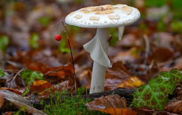 Белый гриб растет в лесу на опавшей листве 