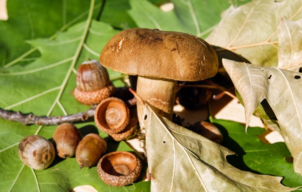 Белый гриб с желудями на листьях 