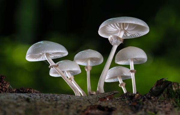 Белые грибы поганки крупным планом