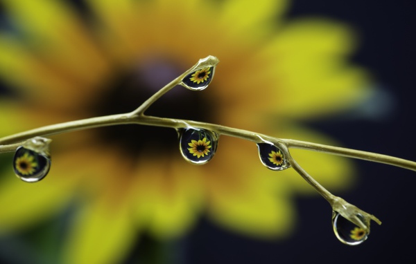 Капли воды на ветке цветка 