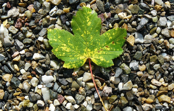 Зеленый лист лежит мелких камнях 