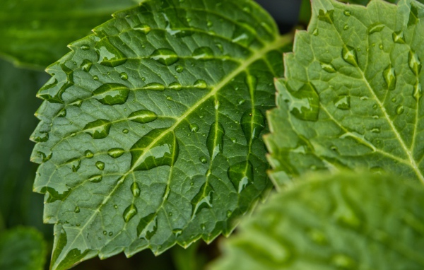 Зеленые листья в каплях дождя