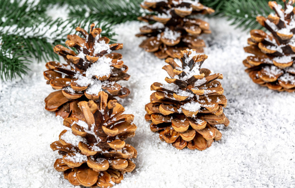 Сосновые шишки покрыты белым снегом