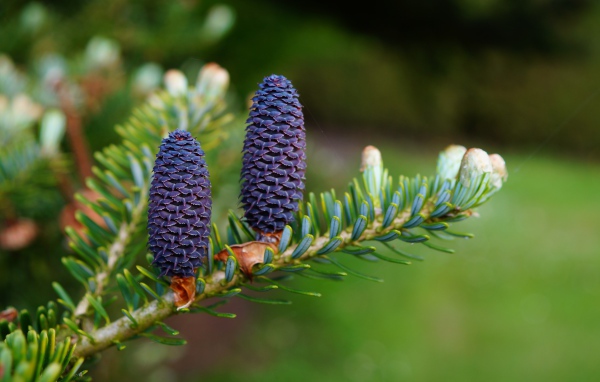 Две голубые шишки на ветке зеленой ели
