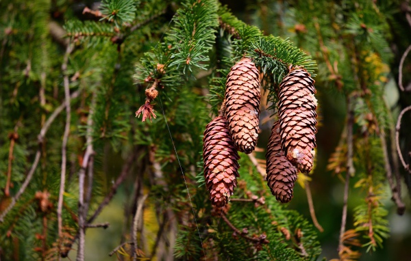 Большие коричневые шишки на колючей ветке ели 