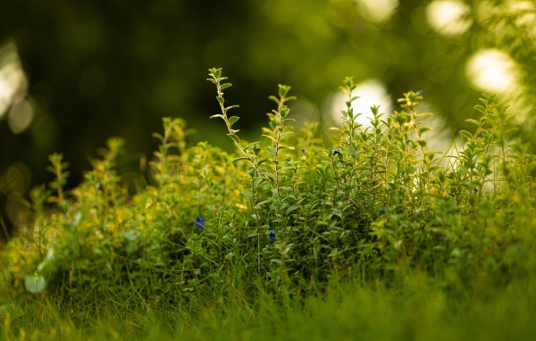 Густая зеленая трава летом 
