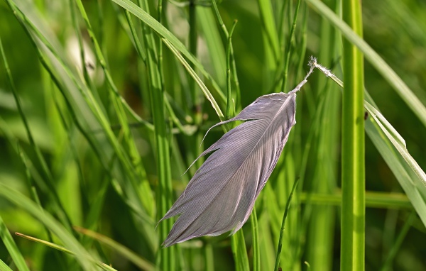 Серое перо лежит на зеленой траве 