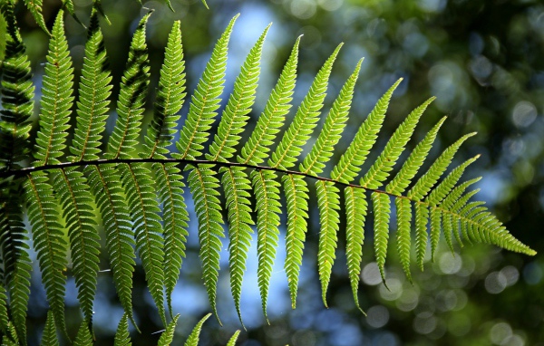 Зеленый лист папоротника в лучах солнца крупным планом 