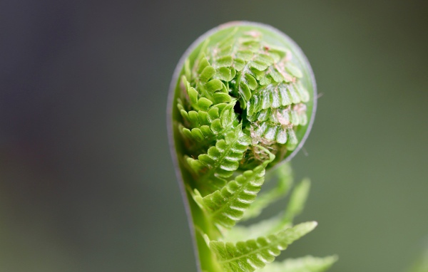 Зеленый лист папоротника раскрывается