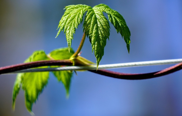 Зеленые листья хмеля на голубом фоне 