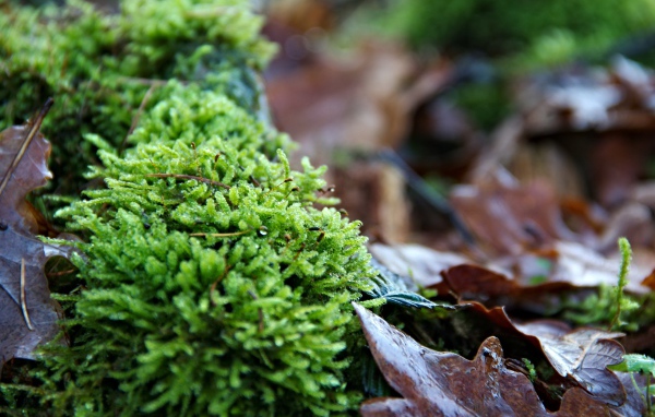 Зеленый мох  на покрытой листьями земле 
