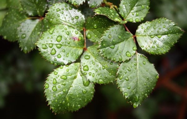Зеленые листья розы в каплях воды