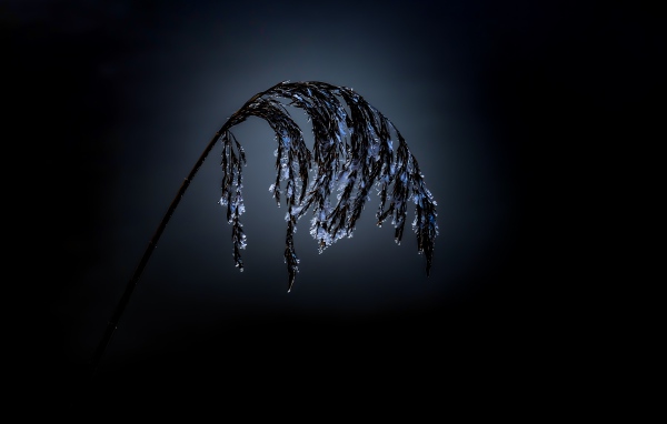 Колосок в инее на черном фоне 