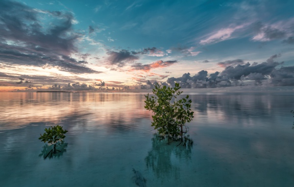 Зеленые ветки в  чистой воде озера 