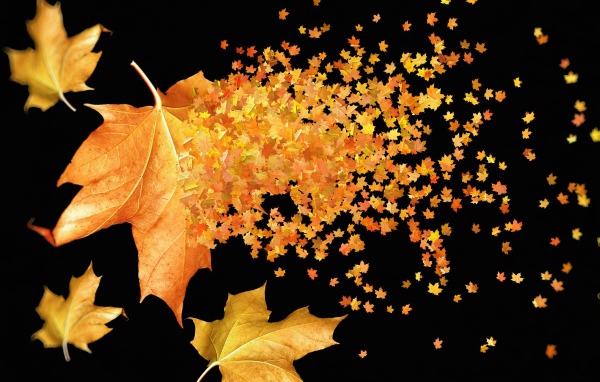 Большие и маленькие желтые листья на черном фоне осенью 