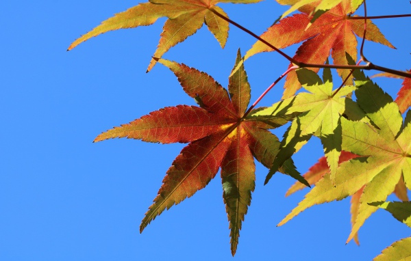 Оранжевые листья на дереве под голубым небом осенью 