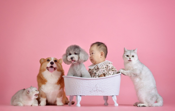 Маленький ребенок азиат с кошками и собаками на розовом фоне