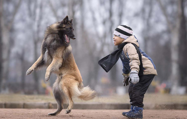 Маленький мальчик играет с овчаркой