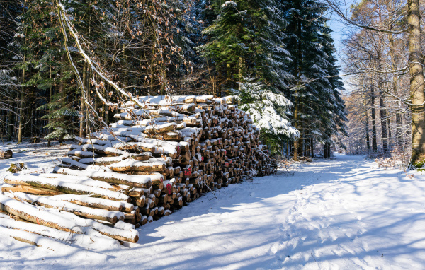 Harvested firewood in a snowy forest