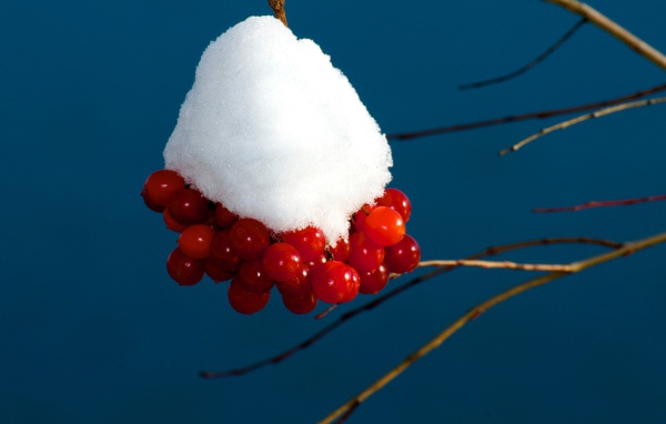 Красные ягоды калины в снегу на ветке 