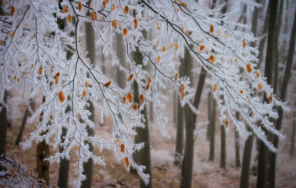 The branches of the tree are covered with white frost