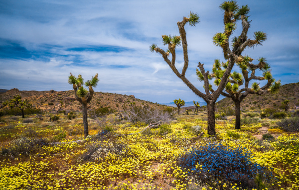 Колючие деревья в национальном парке весной,США