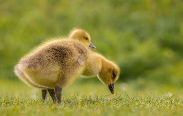 Два маленьких желтых утенка на зеленой траве 