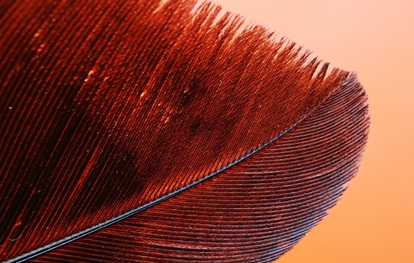 Красное перо крупным планом