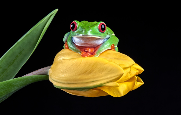 Зеленая лягушка сидит на желтом тюльпане