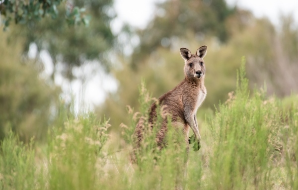 Большой кенгуру сидит в траве