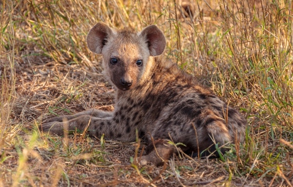 Детеныш гиены лежит на траве