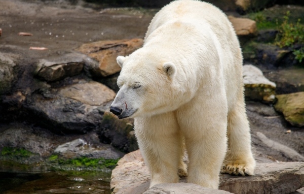 Большой белый медведь стоит у воды в зоопарке