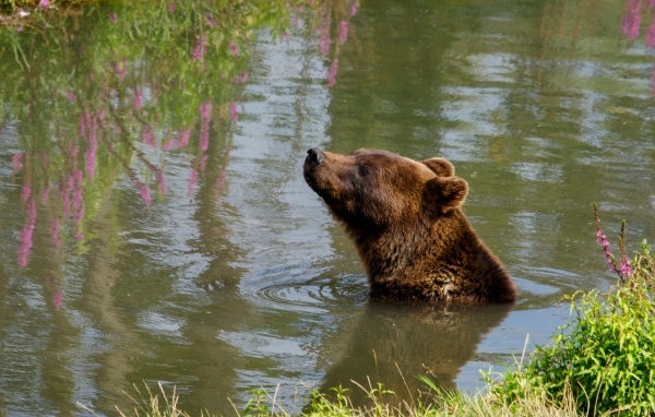 Большой бурый медведь плавает в воде