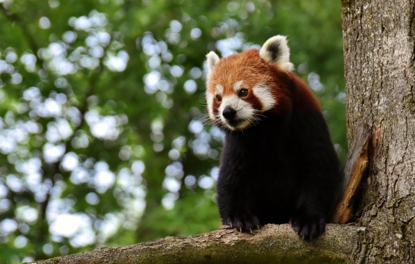 Большая красная панда сидит на дереве