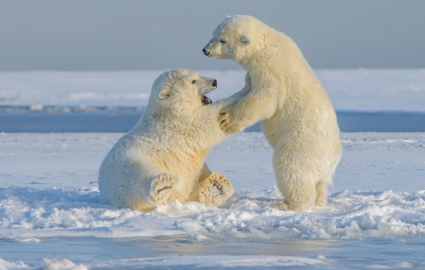 Два полярных медведя на снегу