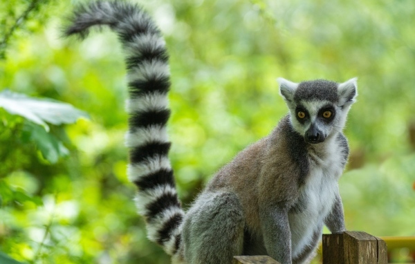 Большой лемур с длинным полосатым хвостом