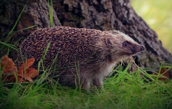 Old hedgehog on green grass under a tree