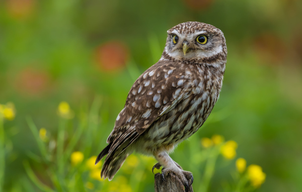 Красивая большая сова с желтыми глазами сидит на дереве
