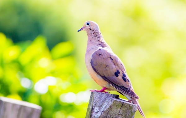 Красивый голубь сидит на пне