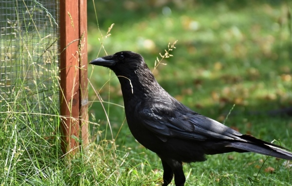 Большой черный ворон стоит на траве