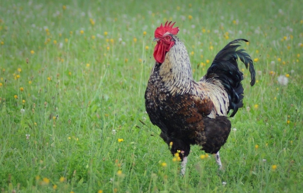Большой петух стоит на зеленой траве