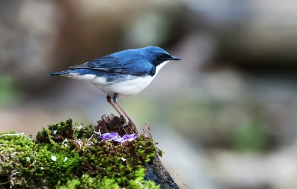 Птица сидит на покрытом мхом пне
