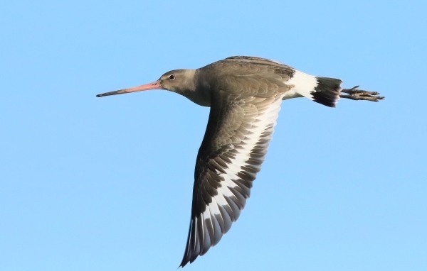 Птица с  острым клювом летит в небе