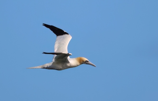 Большая чайка летит в голубом небе