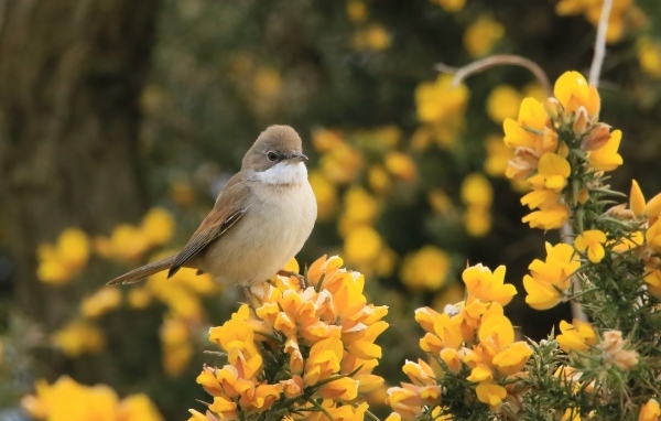 Маленькая серая птичка сидит на ветке с желтыми цветами