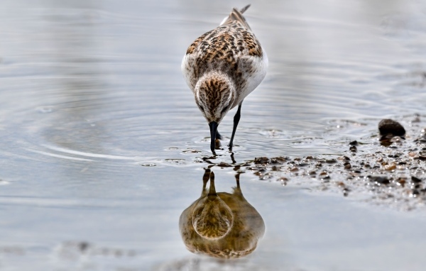 Маленький серый кулик идет по воде