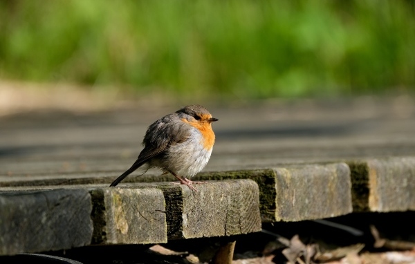 Маленькая нахохлившаяся птица сидит на мосту