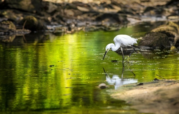 Белая цапля с острым клювом охотится в пруду