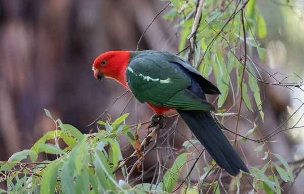 Австралийский королевский попугай на ветке дерева