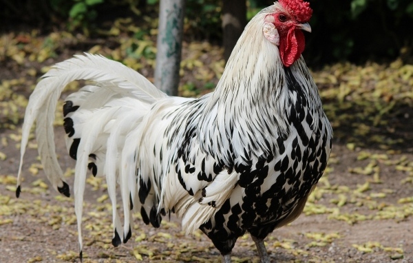 Красивый большой домашний петух